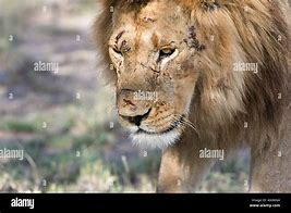 Image result for Fierce Lion with Battle Scars