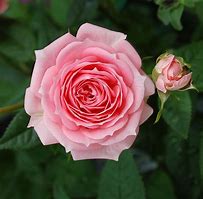 Image result for Rosa Pink