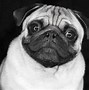 Image result for OLED Pug Wallpaper