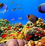 Image result for Coral Reef