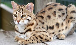 Image result for Bengal Cat Hybrid