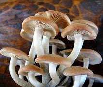 Image result for Small Mushrooms