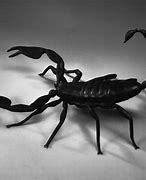 Image result for Scorpion HD