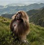Image result for Weirdest Monkeys