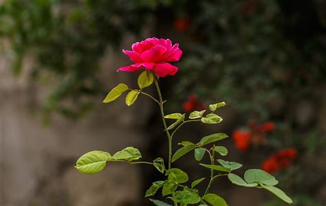 Image result for royalty free picture of a rose