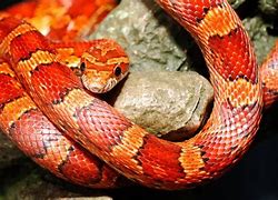 Image result for Snake Animal