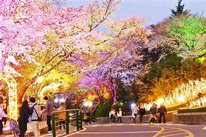 Image result for Seoul Flowers