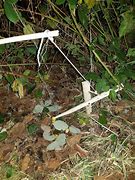 Image result for Snare Trap Triggers