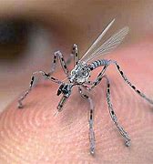 Image result for Insectothopter