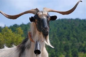 Image result for Greek Goat