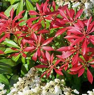 Image result for Pieris Mountain Fire Plant, 2 Gal- Shape The Evergreen Waxleaf To Your Needs