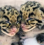 Image result for Cute Clouded Leopard