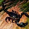 Image result for Asian Forest Scorpion Size