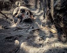 Image result for mass graves in Communist camps
