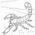 Image result for Coloring Pages Scorpion Drawing