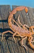 Image result for Orange Scorpion
