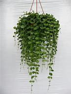 Image result for Live Hanging Plants Indoors