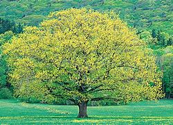 Image result for Fast Growing Shade Trees
