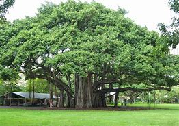 Image result for banyan tree
