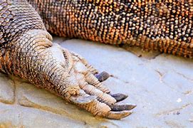 Image result for Komodo Dragon Feet