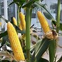 Image result for Growing Corn Containers