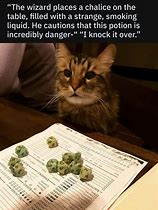 Image result for Dungeons and Dragons Memes Cat