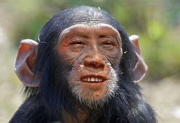 Image result for Monkey Half Human