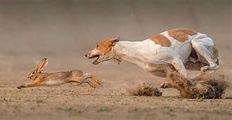 Image result for dog chasing a rabbit