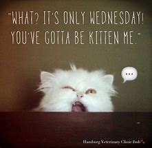 Image result for Happy Wednesday Funny Animal Quotes