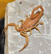 Image result for Tree Bark Scorpion