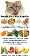 Image result for foods that are good for cats