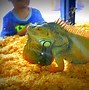 Image result for Pet Store Animals