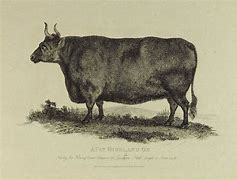 Image result for Old Animal Drawings