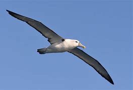 Image result for Gossamer Albatross