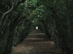Image result for Dark Forest Germany