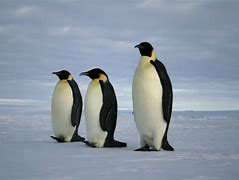 Image result for Emperor Penguin