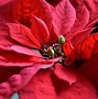 Image result for Poinsettia Plant Outside
