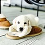 Image result for Really Funny Dogs