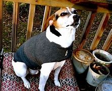 Image result for images of dogs wearing thundershirts
