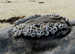Image result for Humpback Whale Barnacles Come Off