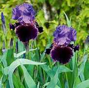 Image result for Bearded Iris Bulbs
