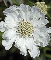 Image result for White Perennials