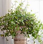Image result for Houseplants Perennial