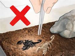 Image result for Scorpion Care