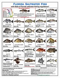 Image result for Saltwater Fish Species Identification Chart