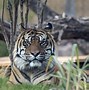 Image result for Wildlife World Zoo March 6th