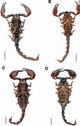 Image result for Scorpion Classification