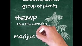 Image result for Is Weed and Marijuana the Same Thing