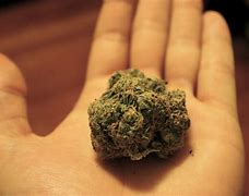 Image result for Marijuana users unconstitutional ban