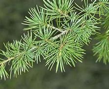 Image result for Cedar Tree Leaves